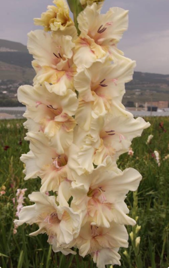 Гладиолус крупноцветковый Властелин